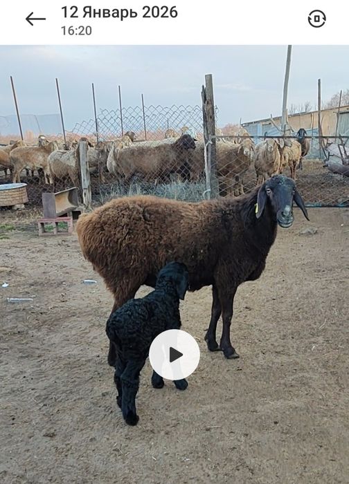 Қозылы қой овца с ягненком