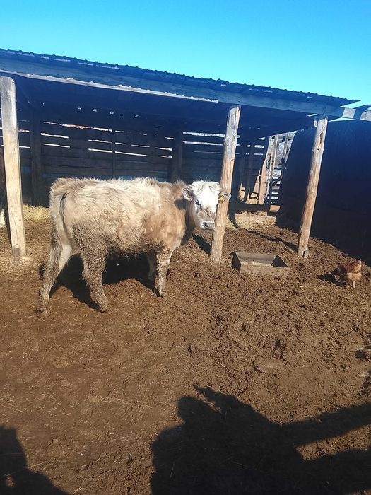 Тёлочка годовалая