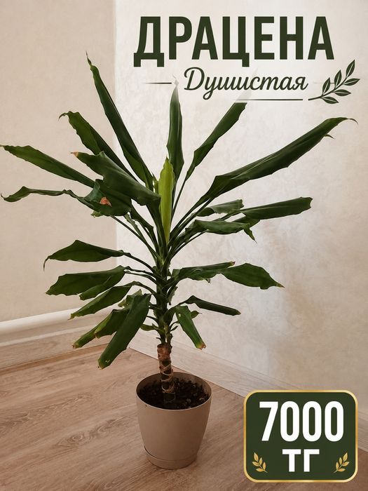 Продам домашние цветы