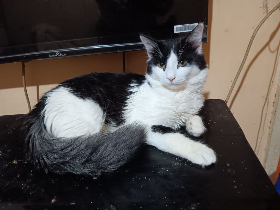 Adoptie pisi valentina