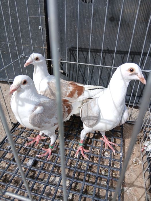 Vând porumbei diferite rase