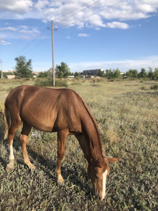 Продаём полтора-годовалых жеребцов!!!