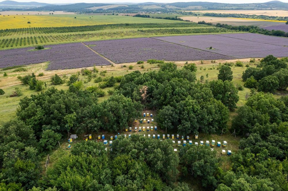 Пчелна пита с мед / мед в пита /  мед с разпечатка РЕКОЛТА 2025