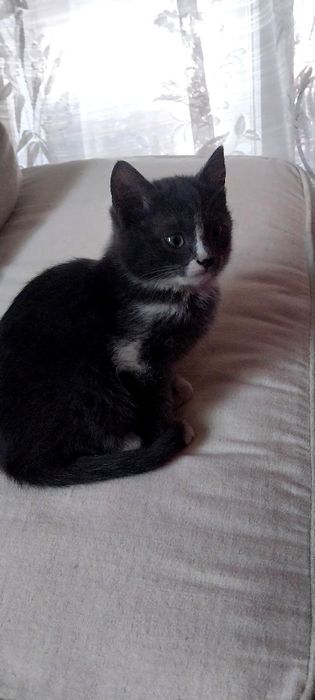 Продам эгейского котика