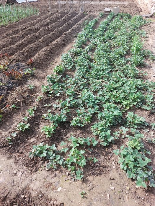 Клубника рассада