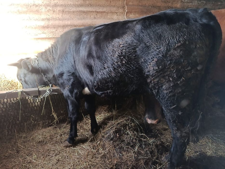 Продается тёлка черная