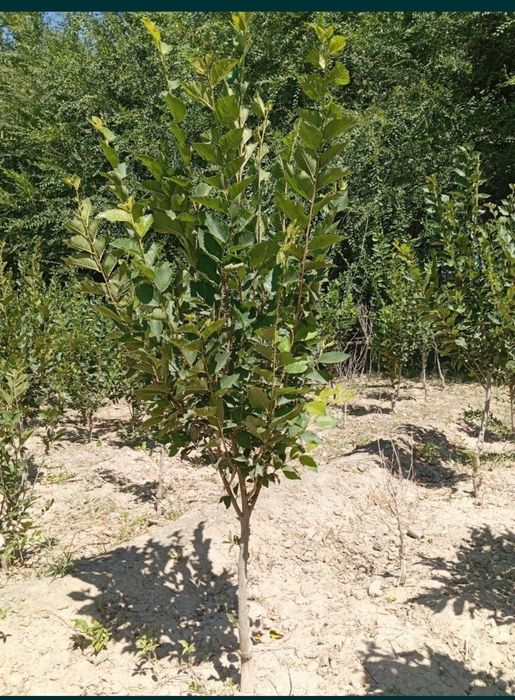 Mevali koʻchatlar qayragʻoch Gujum