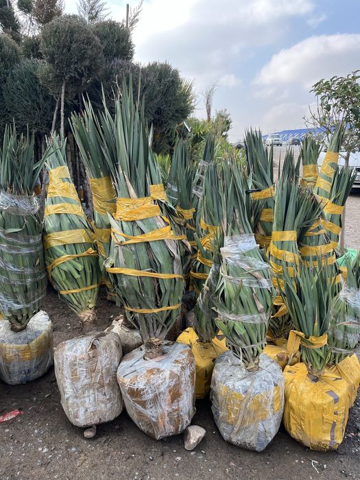 Саженцы оптом продам