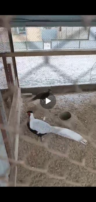 Фазан қырғауыл          .