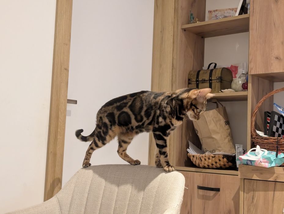 Бенгалска женска котка