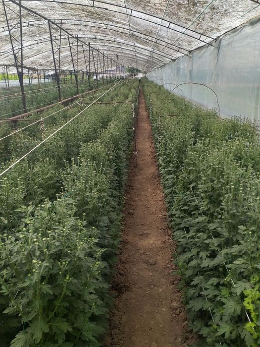 Хризантема ветка Бакарди/xrizantema vetka bakardi