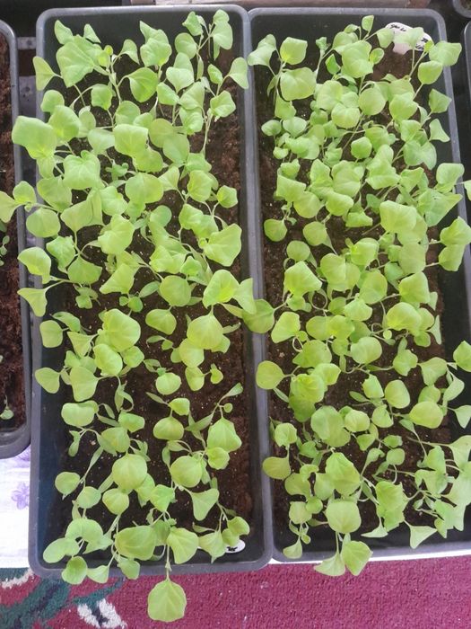 Продам баклажаны