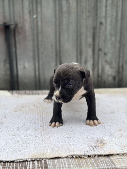 Femela amstaff rasa pura !