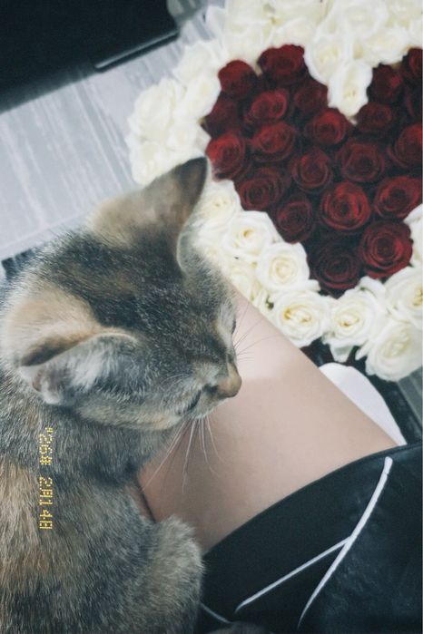 Пол шатланская кошка