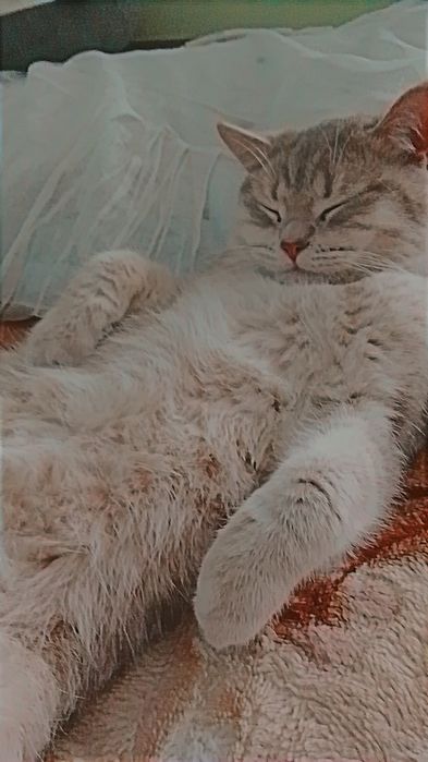 Сеамская кошка а также кот британской