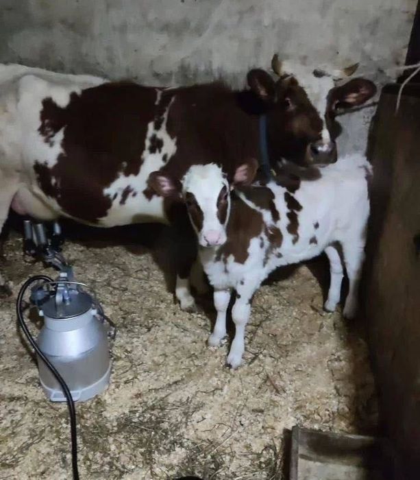 Корова с телёнком на продажу. КРС