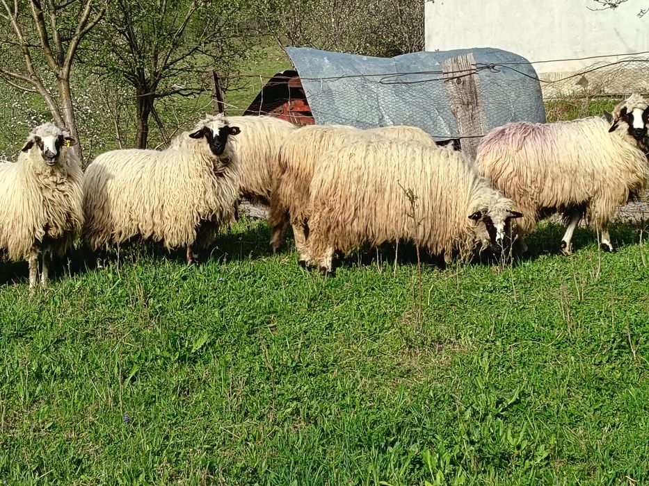 Vand 6 noatine și un berbecuț