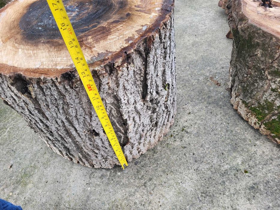 Butuci din lemn de nuc - 12 buc, arbore matur(29 de ani), tăiat recent