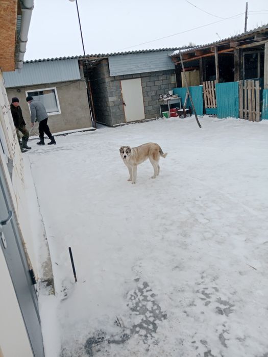 Ургашы Алабай сатылады