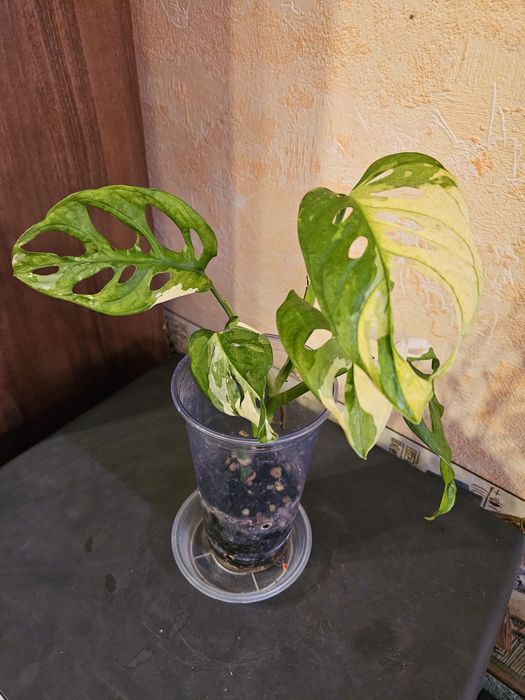 Продам комнатные растения