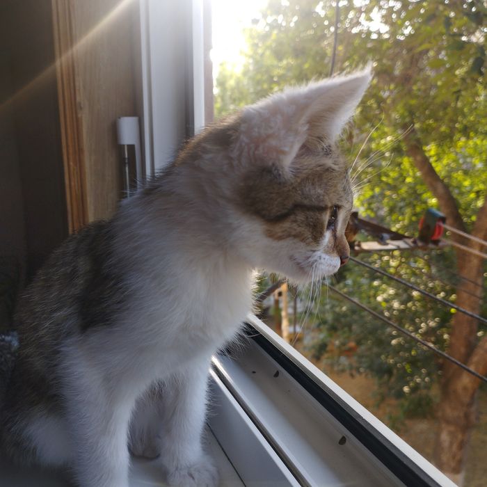 Котёнок девочка ласковая