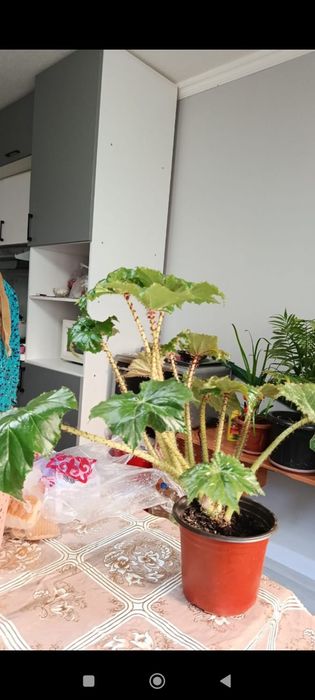 3000 тг ГҮЛДЕР бар