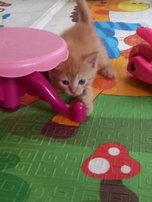Отдам котят бесплатно