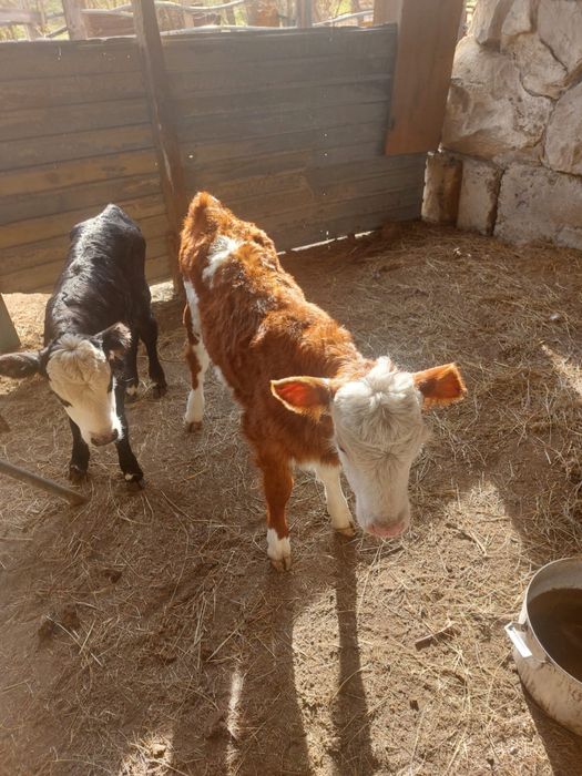 Продам телят здоровые активные