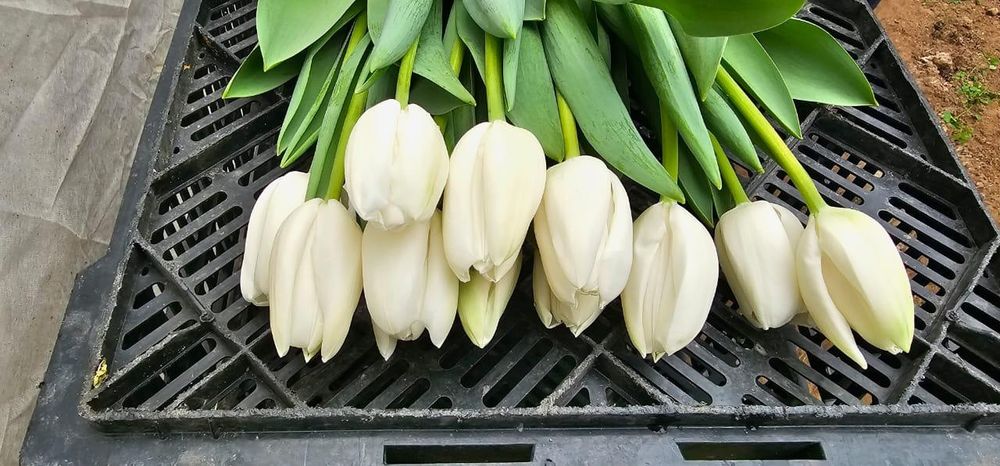 Принимаем предзаказы на тюльпаны