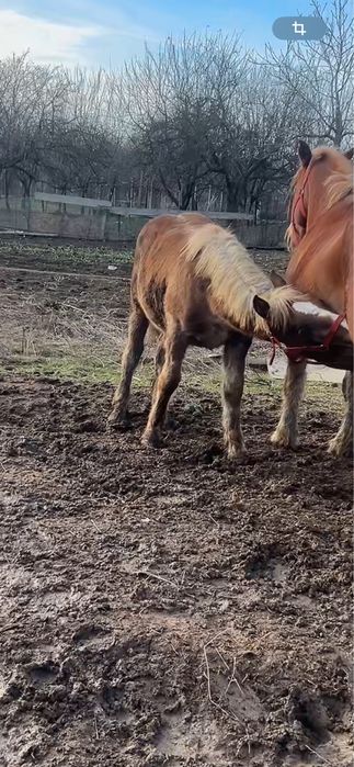 Vând mânză – 7 luji rasă grea (Ardenez)