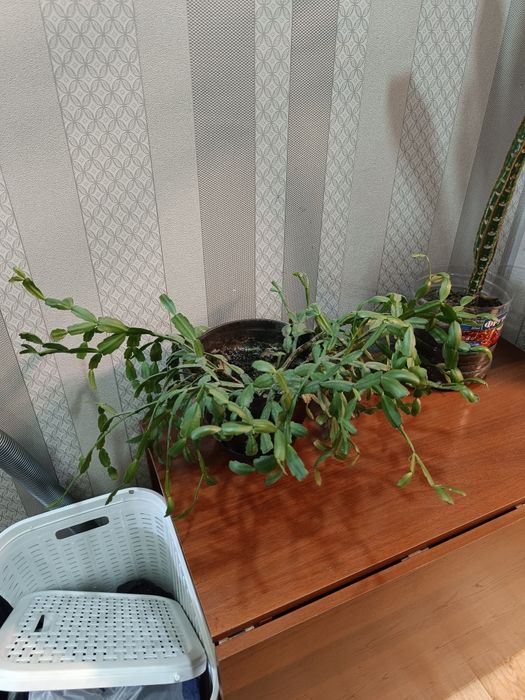 Продам комнатные растения