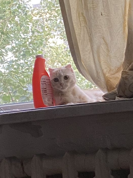 Шотладский кошка