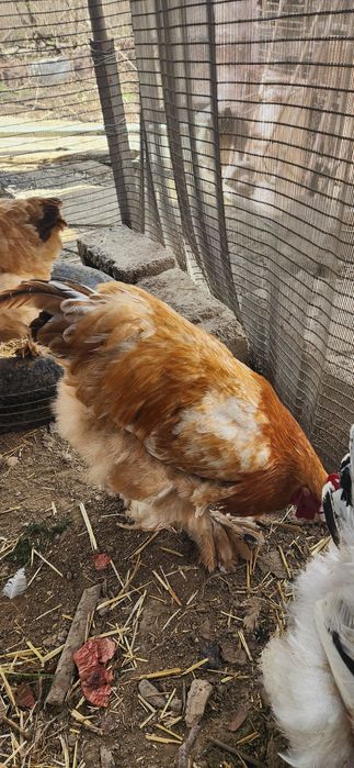 Домашние яйца можно и на икубатор  можно и  кушать без дабавок  звонит