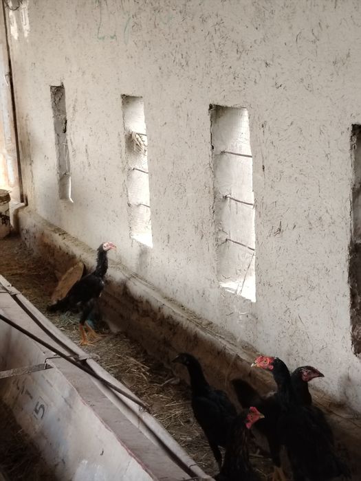 Xoroz sotiladi kulangi toza zot 5oylik