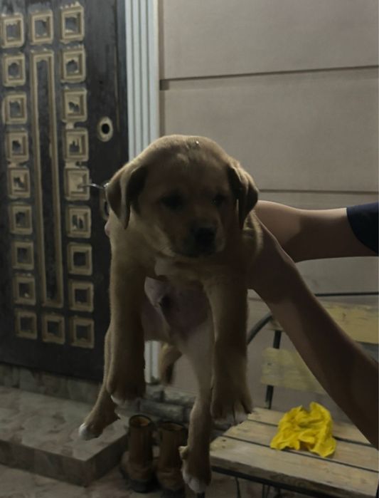 Еркек күшік сатылады