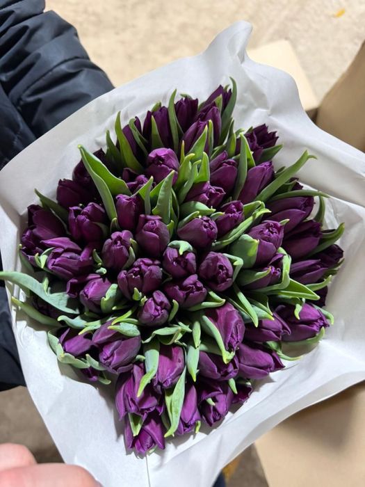 Тюльпаны оптом от 350 тг