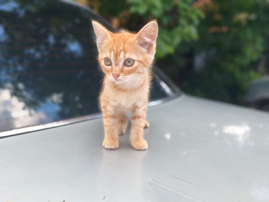 Отдам котят в добрые руки