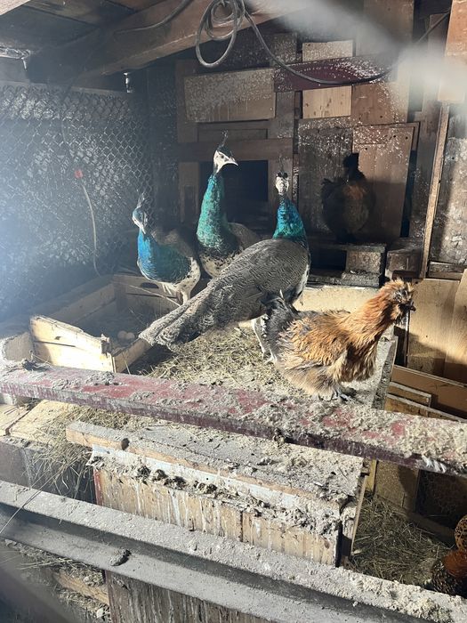 Vand pauni de 6 luni