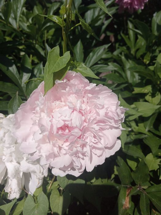 Продам пионы на срезку