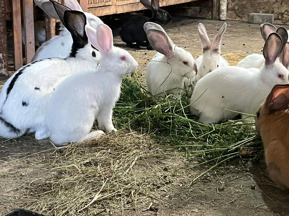 Продам домашних кроликов