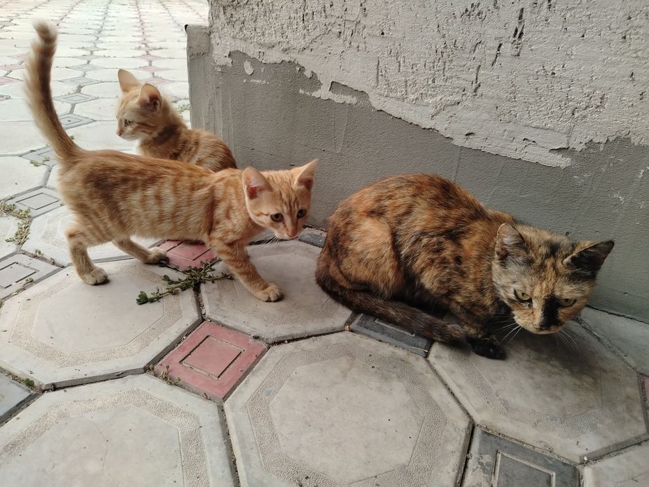 Отдам котят бесплатно
