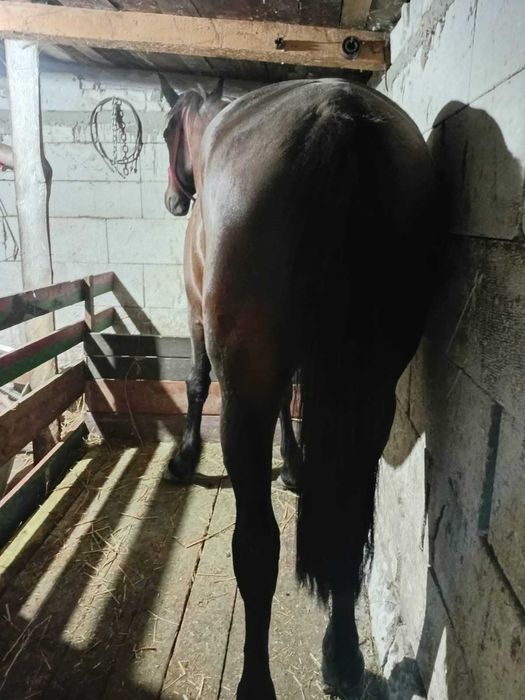 Cai animale cai manza