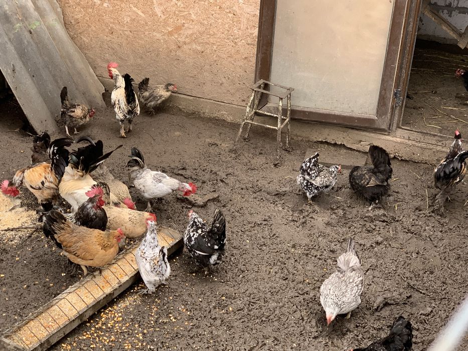 Fazani si Gaini Pitice