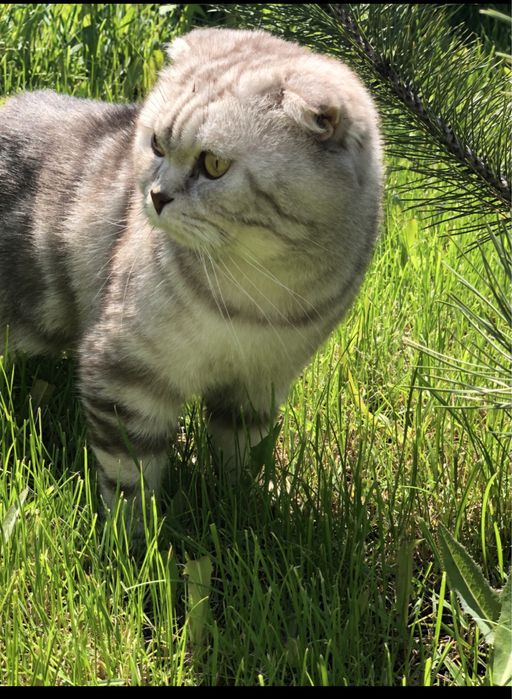 Вязка шотландец (скоттиш фолд)