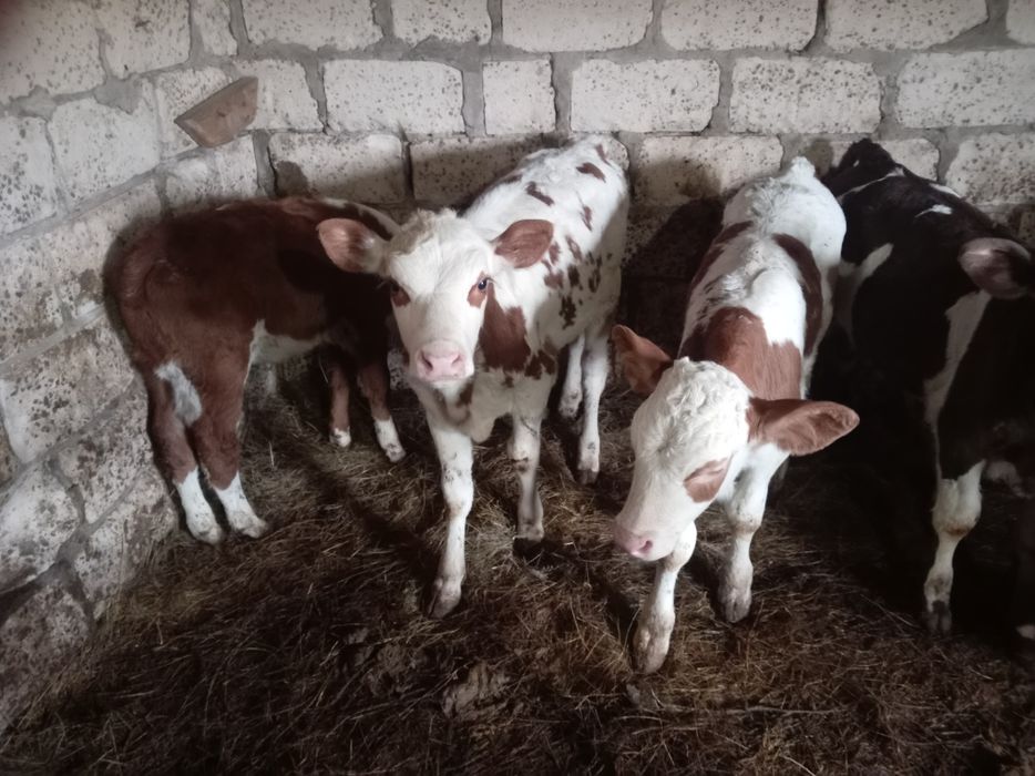 Продам телят 5 телочек 4 бычка