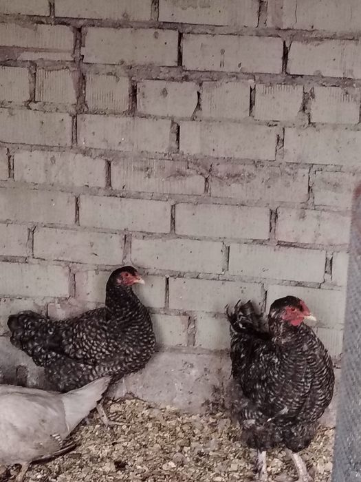 Продам кур и петуха