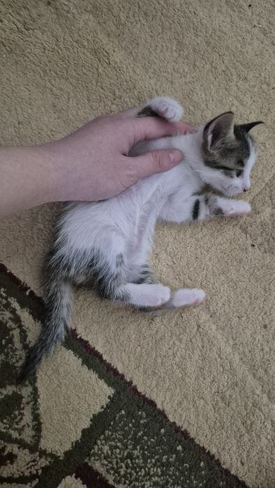 Домашний котик (м)