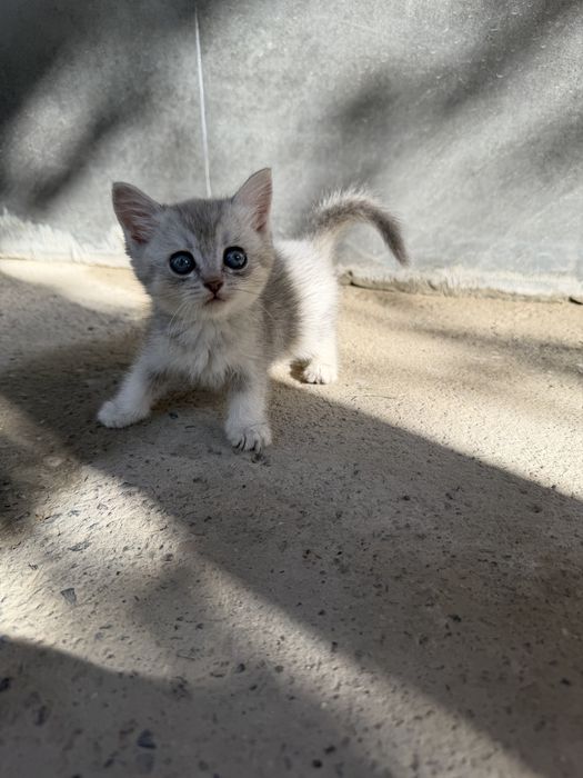 Котята породистые шиншилы
