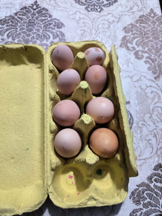 Ouă incubat Australorp