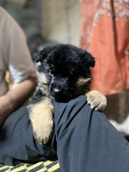 Продам щенков немецкой овчарки